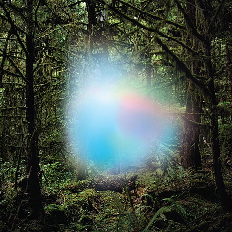Ghosts Of The Forest